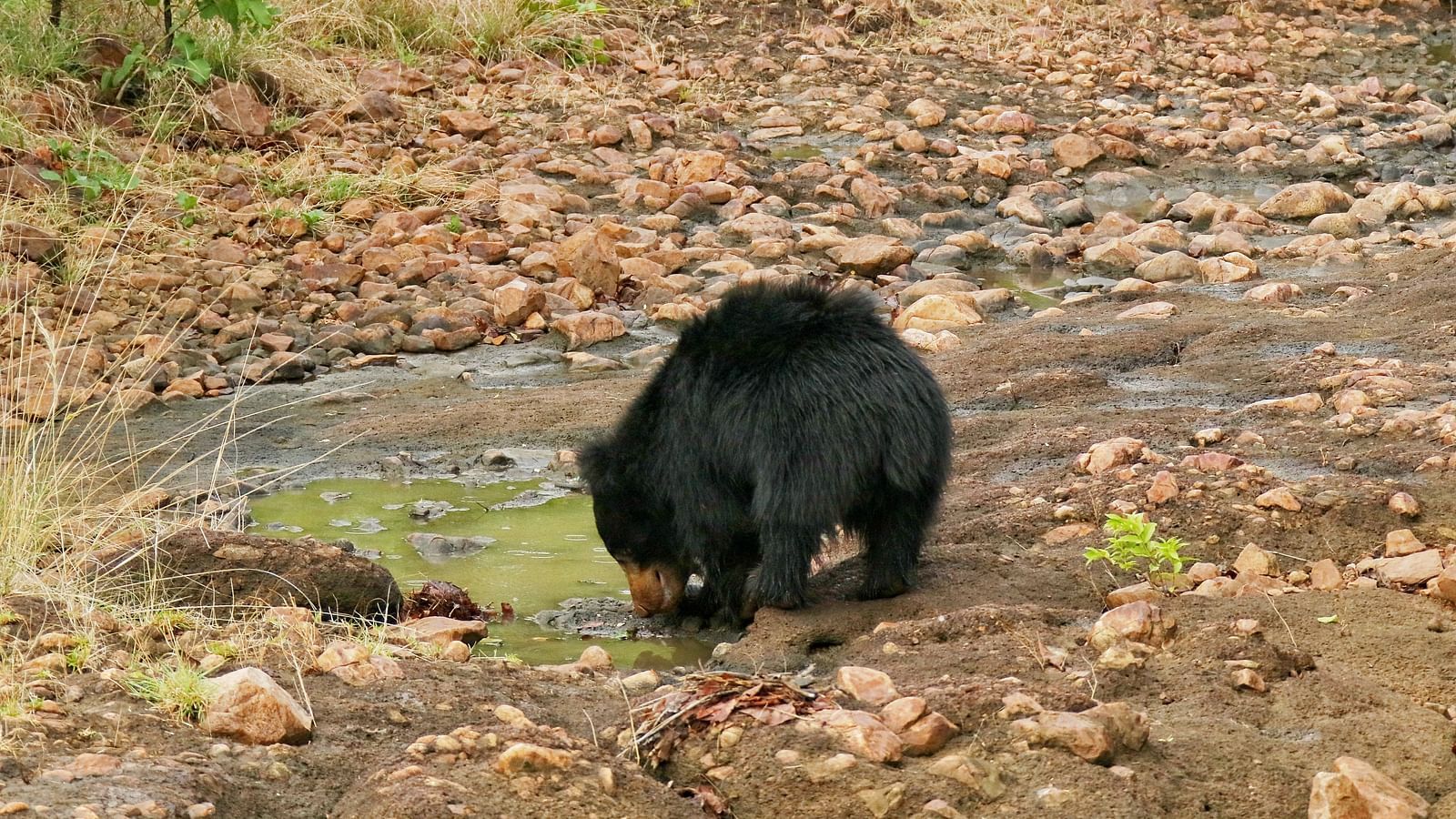 A bear at Tadoba Andhari Tiger Reserve.