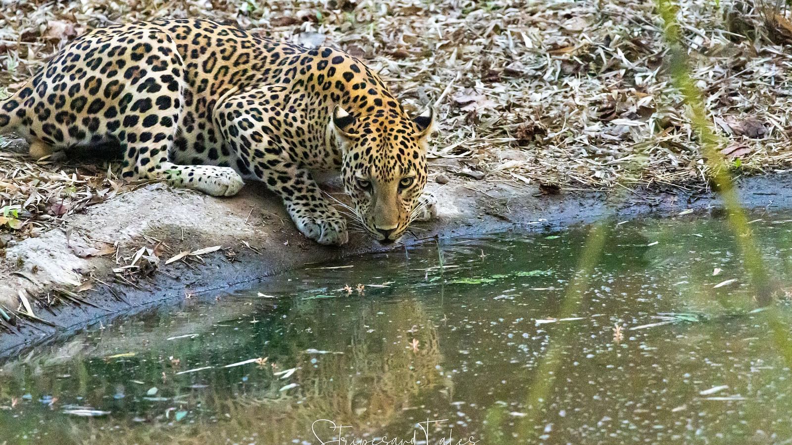 A leopard drinking from a water body at Trees N Tigers, Tadoba.