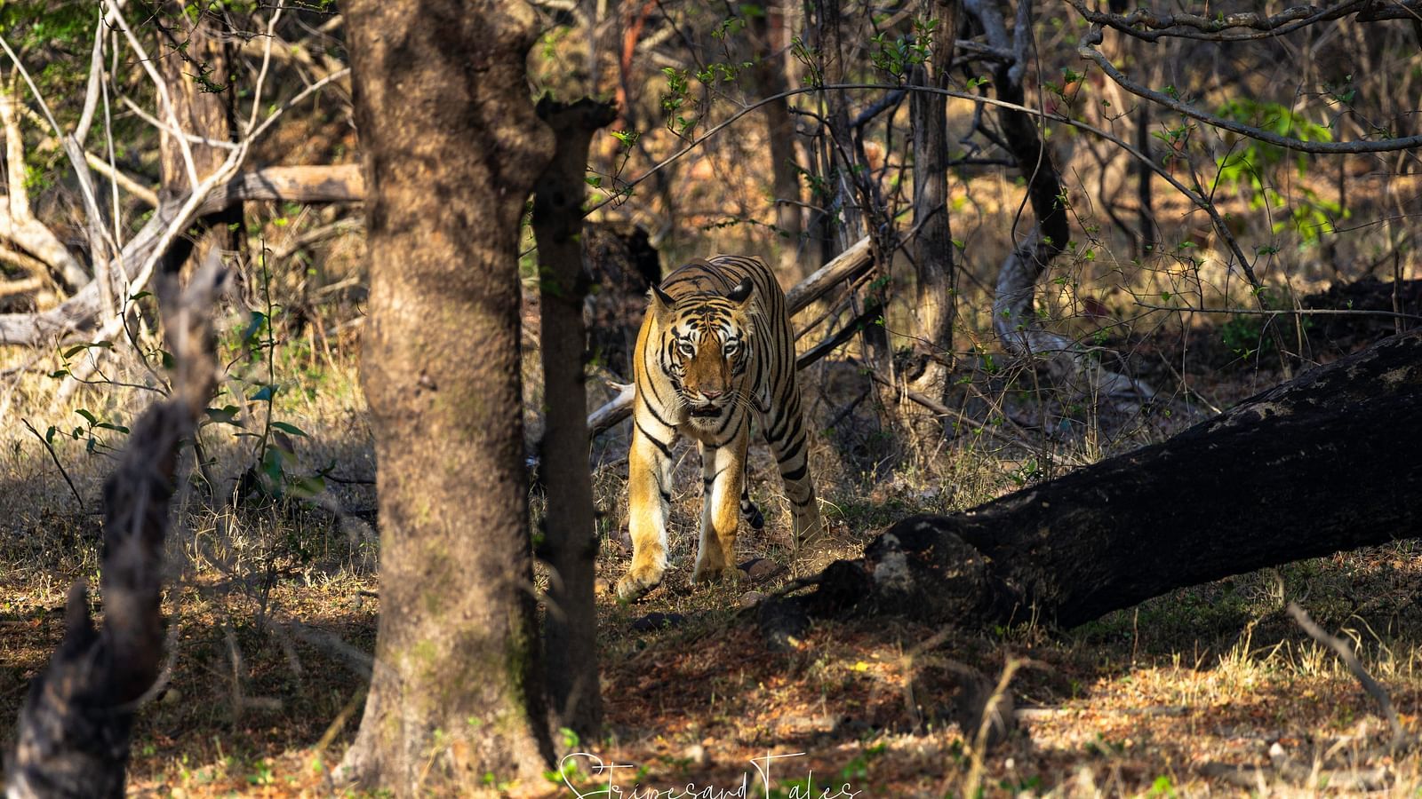 Image of a Bengal tiger in a forest at Trees N Tigers, Tadoba.