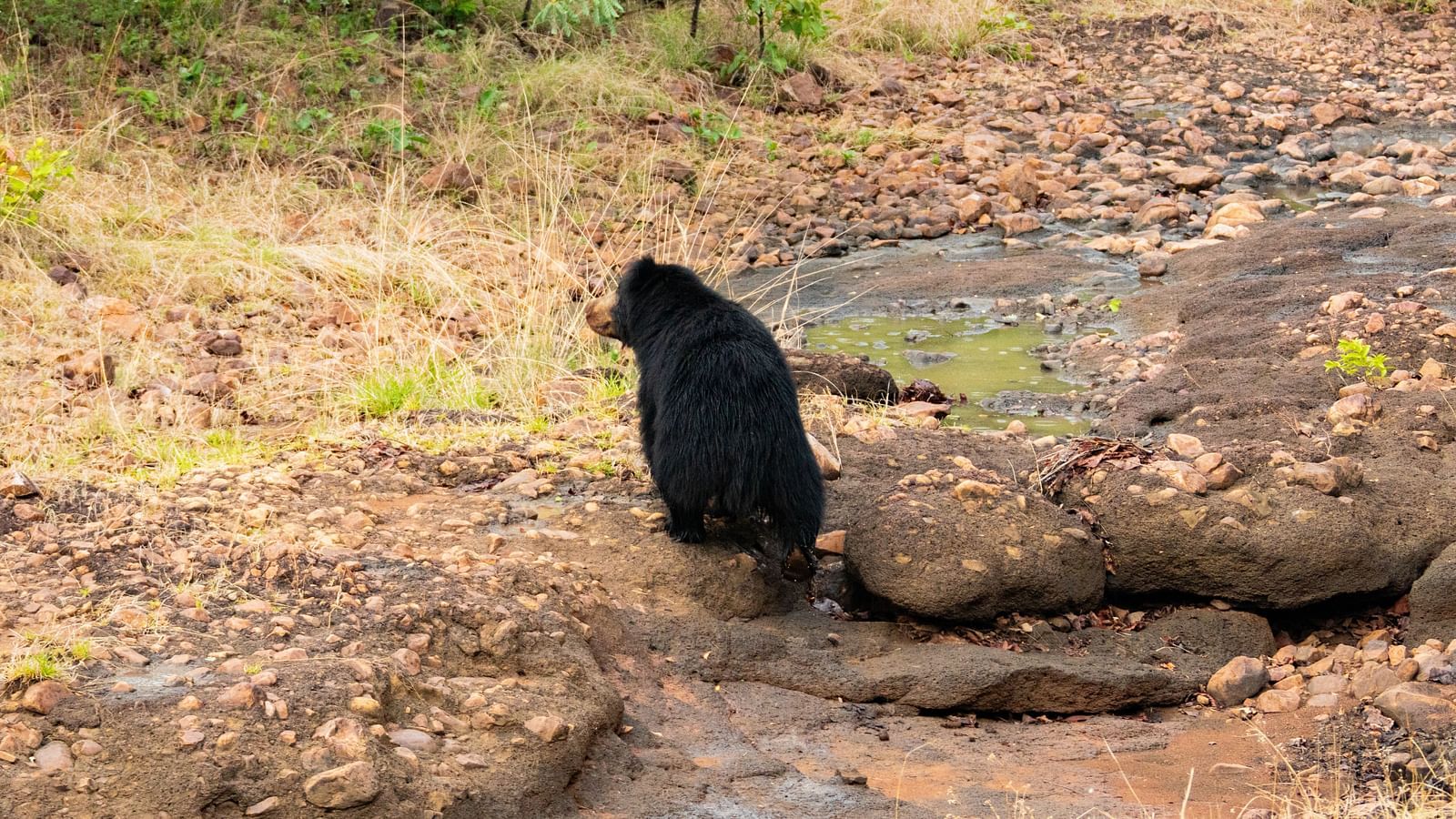 A small bear sitting on a boulder at Trees N Tigers, Tadoba.