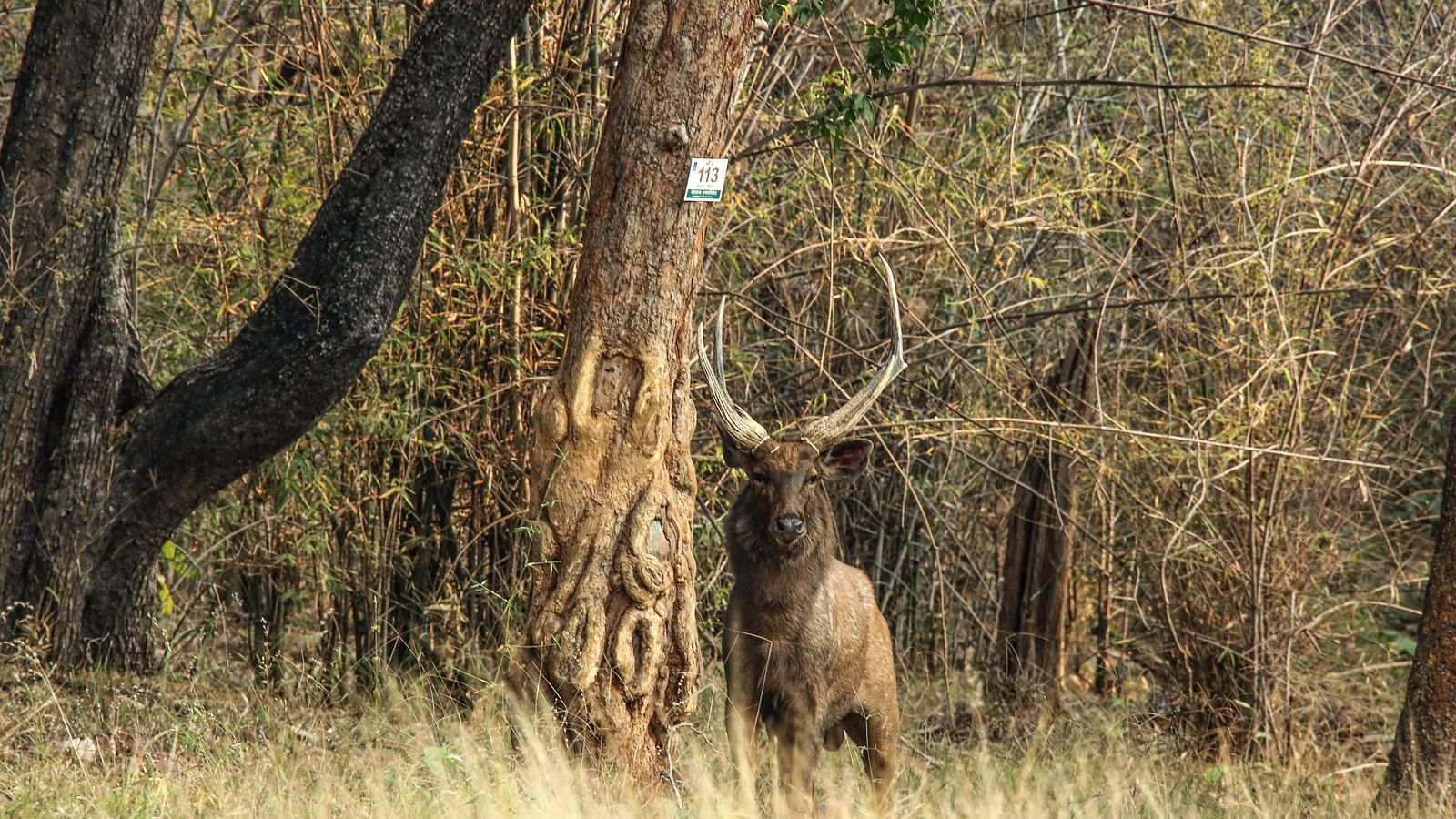 A Sambar looking at the camera at Trees N Tigers, Tadoba.