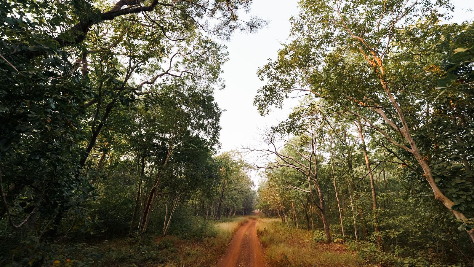 A trail surrounded by trees leading to jungle at Trees N Tigers, Tadoba with clear blue sky in the background.