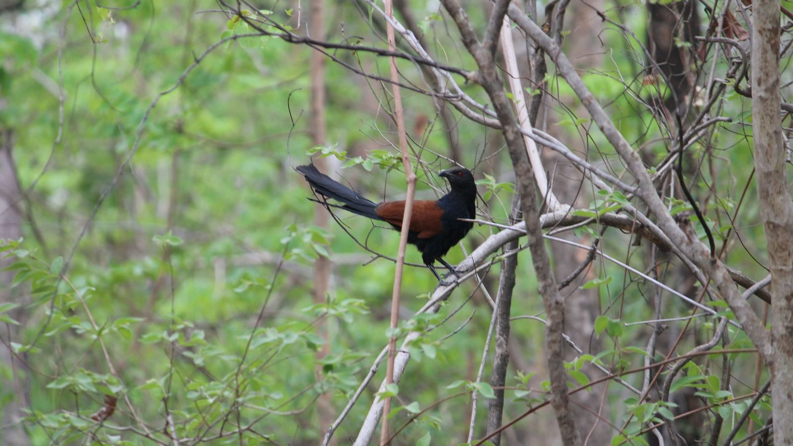 A bird perched on a branch of a tree while looking into the distance.