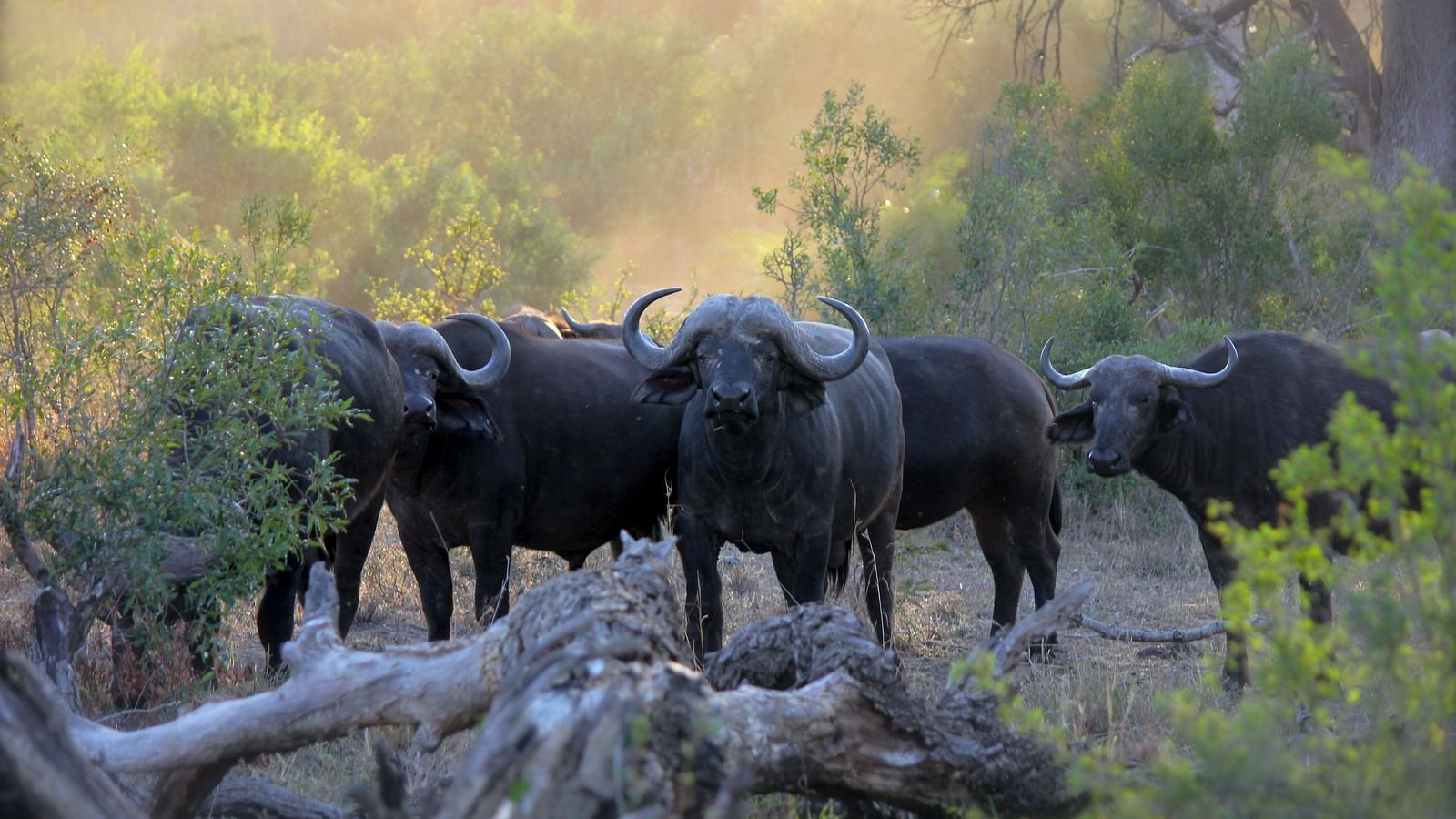 An Indian bull spotted in forest.