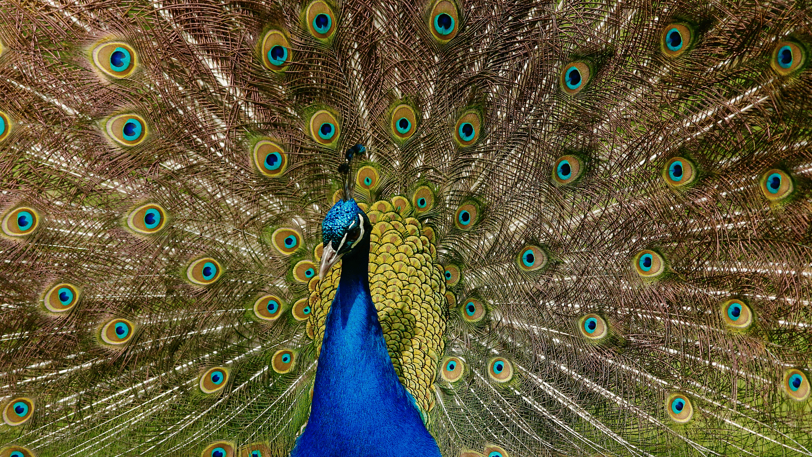 A close up shot of a peacock showing its lovely feathers.