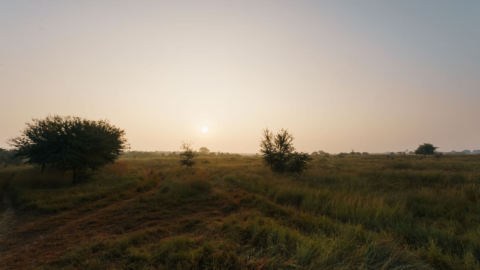 View of a grassland at Trees N Tigers, Tadoba with colourful hued sky in the background.