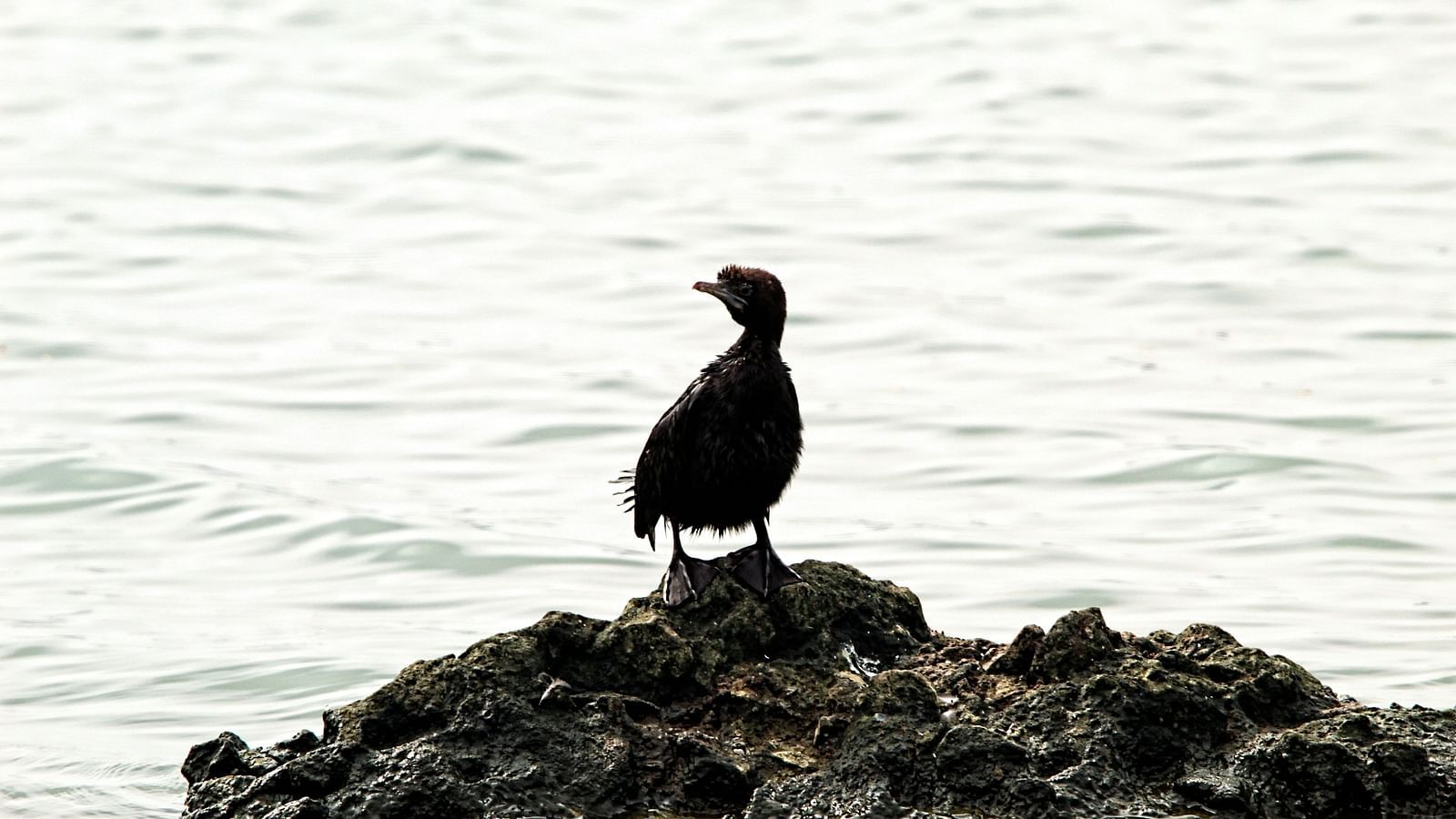 An Indian Shag standing on rocks next to a waterbody.