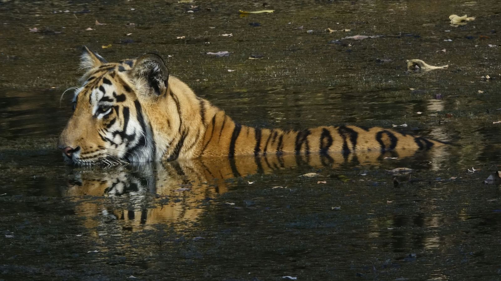 A close up shot of a tiger swimming in a water body.