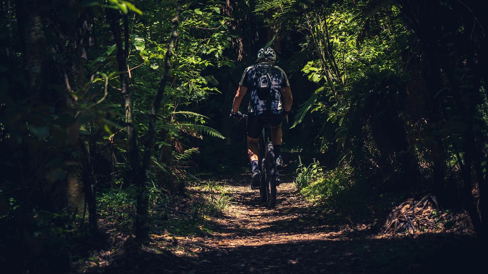 A person cycling along a pathway lined with trees.