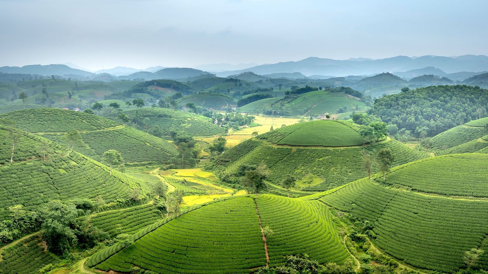 image of a lush green grassland with small walking trails in the the middle