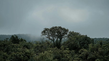 A lush green forest landscape under a grey, overcast sky.