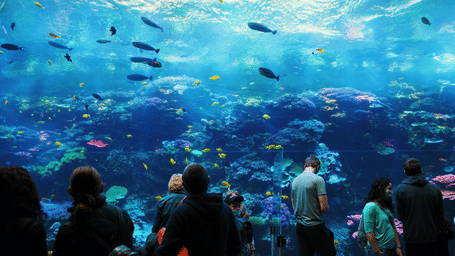  large aquarium exhibit showcases a vibrant coral reef ecosystem with many fish and people watching from behind the glass.