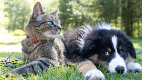 Cat and dog lying together on grass, looking at the camera.