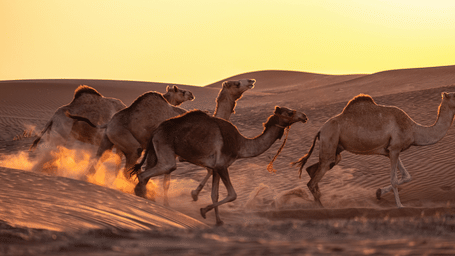A herd of camels running in a desert with a bright yellow sky in the background.