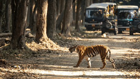 Bengal tiger walking along sunlit forest trail in Jim Corbett National Park