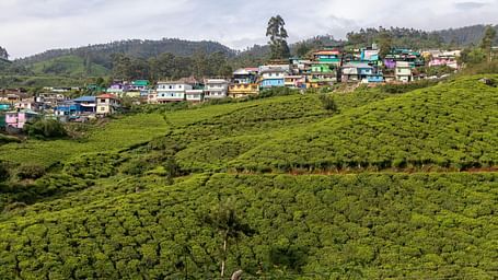 An image of a tea garden
