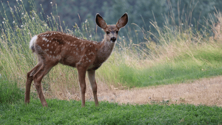A Spotted Deer standing and looking at the camera inside Guindy National Park, Chennai, with grass below it's feet.