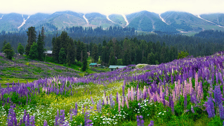 An overview of the Valley of Flowers National Park near Auli with numerous bloomed flowed amid lawns and trees.