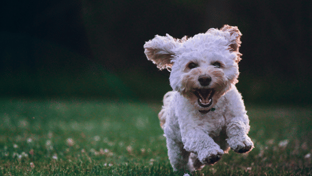 A small white dog running through the grass.