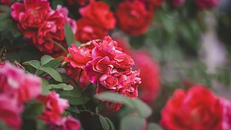 Vibrant red and pink roses in full bloom with blurred greenery behind.