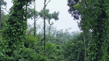 An overview of a forested area with numerous trees and green leaves as far as the eye can see with mist cover over them.