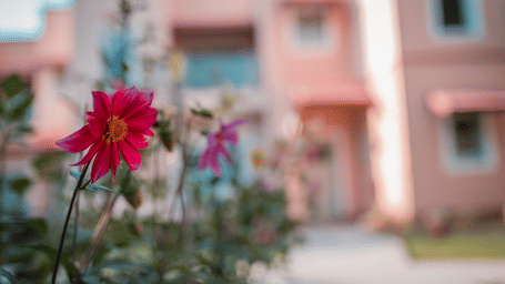 A close-up of a bright pink flower blooming beautifully in the lush garden at Karma Chalets.