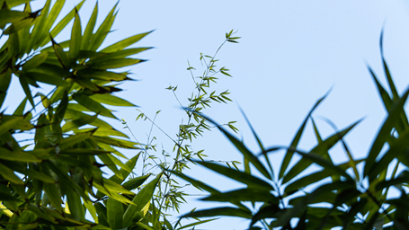 An overview of the Bamboo Forest - Karma Lakelands.