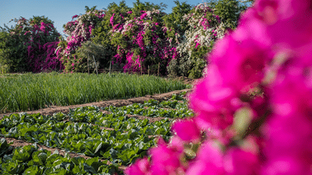 Many kinds of flowers and plants in the agriculture area - Karma Lakelands.