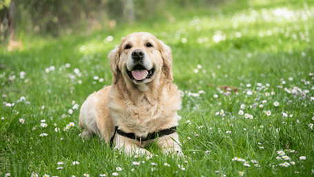 A dog sitting in a grass area with many flowers seen.