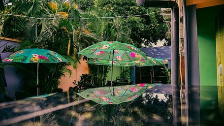 Many open umbrellas and trees in view with the reflection of the same in the foreground.