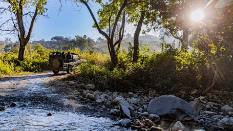 A safari vehicle is seen driving along a rocky track through a sunlit forest area with trees.