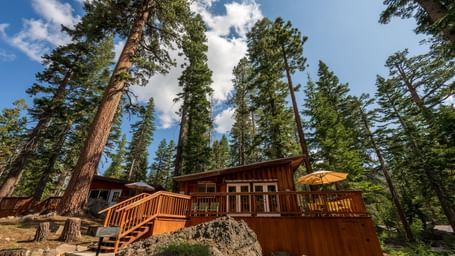 Scenic view of tall pines and cabin exteriors at Kit Carson Lodge.