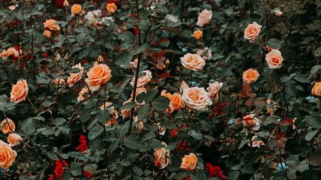 A close-up photo of a field of colorful roses.