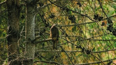 A bird sitting on a tree branch in a forest.