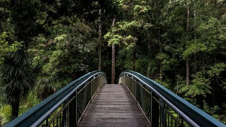 A narrow metal bridge stretches into a dense, green forest, inviting visitors to explore the lush foliage and towering trees that surround it. The scene is serene and enveloped in natural beauty.