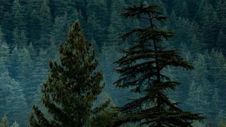 Dense forest with towering evergreen trees shrouded in mist.