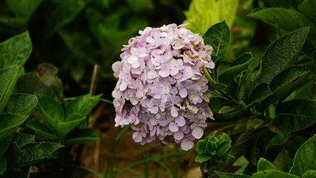 A purple pink hydrangea in full bloom.