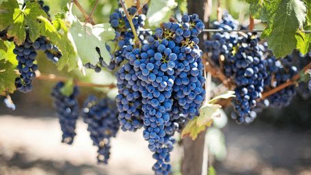 Large, heavy bunches of ripe purple grapes hanging from a vine amongst green leaves in a sunny vineyard.