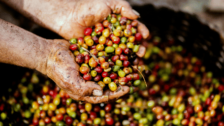 A person's hands scoop up a handful of freshly harvested, multi-coloured coffee berries.