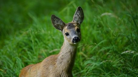 A close up shot of a deer looking into the camera in the wild with greenery around it.