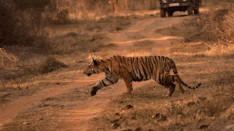 A powerful Bengal tiger walking across a dirt safari track with a vehicle visible in the background.