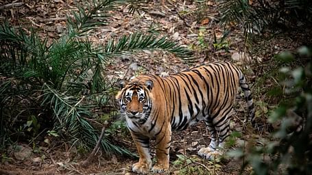 A tiger standing in the wilderness with small vegetation around while looking into the camera.