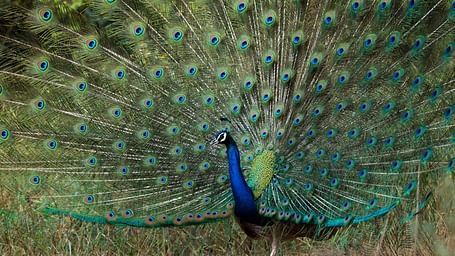 An overview of a peacock with its feathers open - Utsav Camp Sariska.