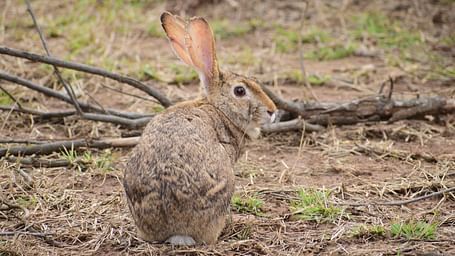 A picture featuring a rabbit resting on the ground with grass in the day time