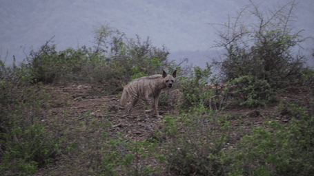A Hyena sniffing the ground near bushes on a hillside at dusk with a misty background.