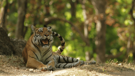 An overview of a tigress sitting on the ground while opening her mouth surrounded by greenery.