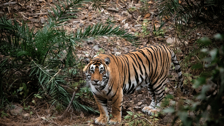 A tiger standing in the wilderness with small vegetation around while looking into the camera.