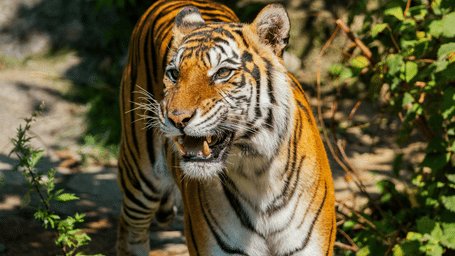 A Bengal Tiger in dense forest, showing detailed facial features on a sunny day