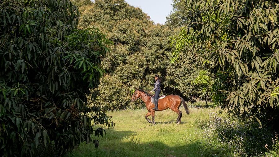 A horse riding activity conducted in a lush green area - Aalia Jungle Resort & Spa