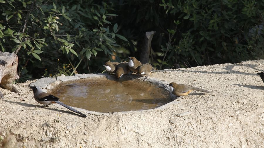 Birds drinking water from a bird pond at our resort - BluSalzz Escapade - Anant Rasa Resort